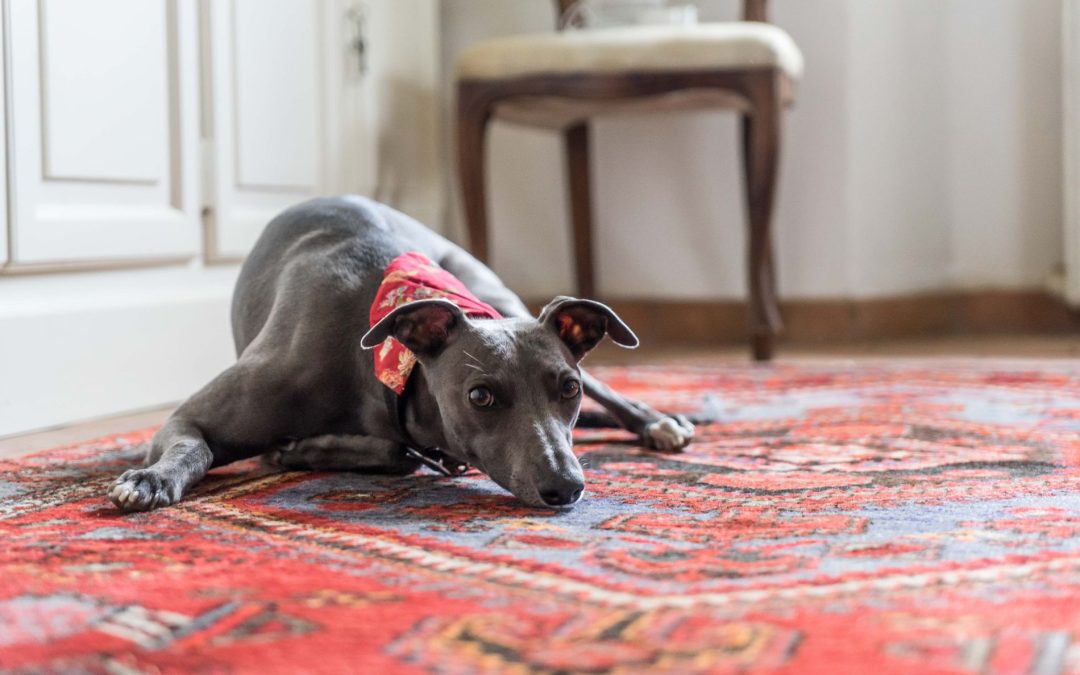 Removing Deep-Set Pet Odors From Valuable Area Rugs